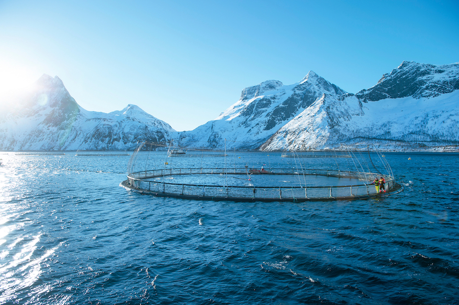 Salmon Fishing And Farming In Norway For Thailand And Beyond